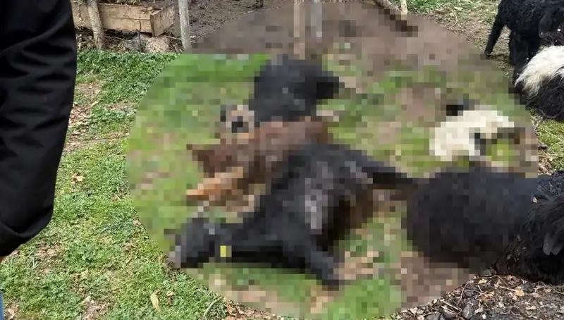 Sahipsiz Köpeklerin 18 Keçiyi Telef Etmesi Olayı Tartışma Yarattı
