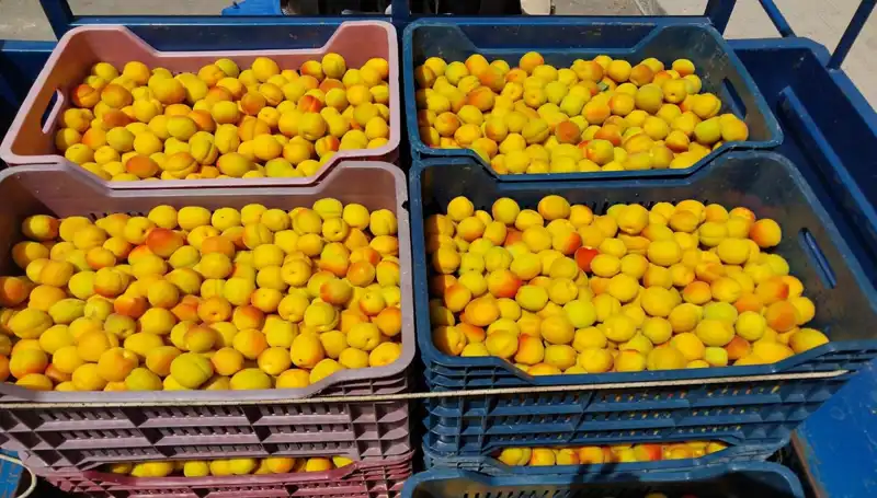 İlk Hasat Elde Edildi: Çiftçiler 500 TL'den Müşteri Buldu!