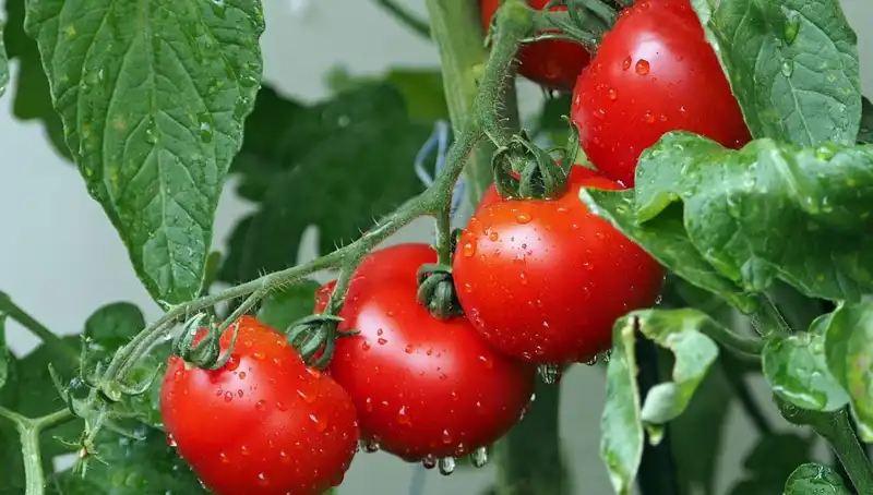 Domateslerin Kökeni: İnsanlık Tarihinin Derinliklerine Yolculuk