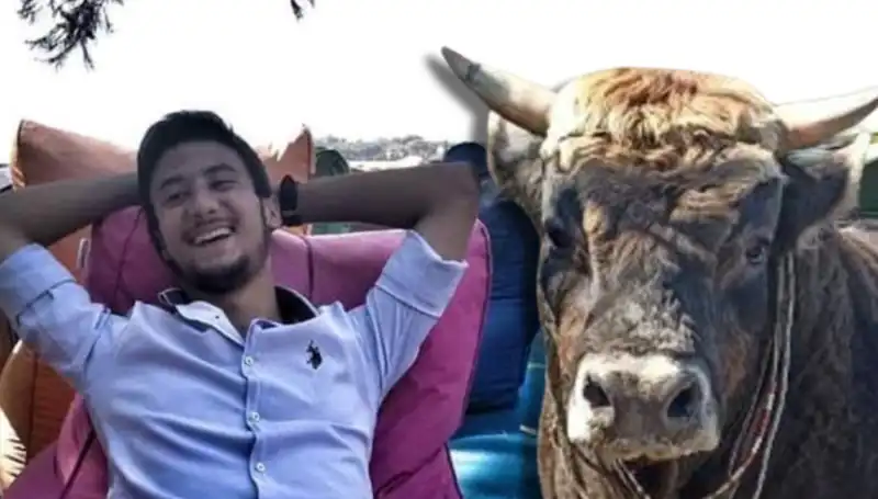 Aydın'da Şok Eden Olay: Güreş Boğası Hayatını Kaybetti!