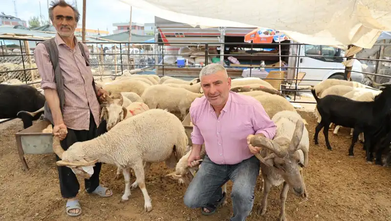 Kurban Bayramı öncesi dikkat çeken trend: 4 boynuzlu koçlar