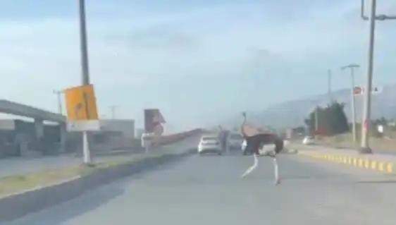 Trafikte Deve Kuşu Görülmesi Şaşkınlık Yarattı: Neden Oradaydı?