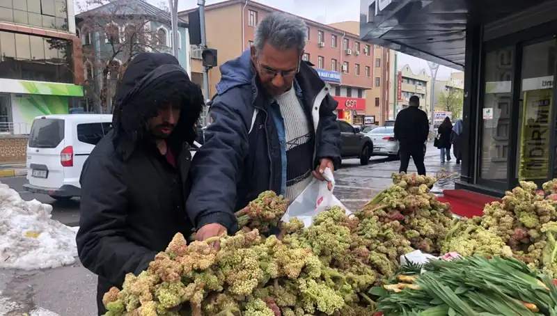 Kendiliğinden Yetişen Bu Bitki, Kanserin Yeni İlaçı Olabilir!