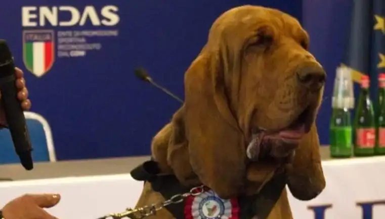 Arama Köpeğine Suikast: Çivili Sosisle Ölümle Sonuçlanan Olay