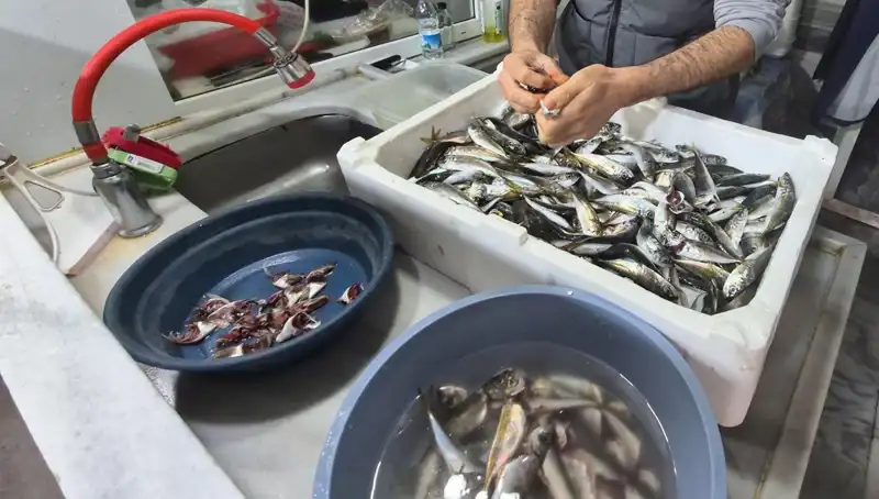 Marmara Denizi'ndeki Müsilaj Sorunu: Balık Etine Etkisi Ne Olacak?