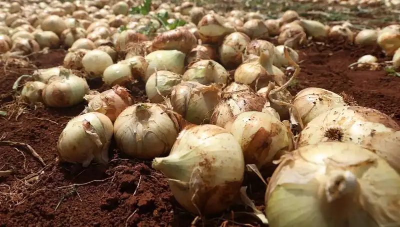 Hatay'da Soğan Hasadı Başladı, Çiftçiler Yüzde Yüz Rekolte Hedefliyor