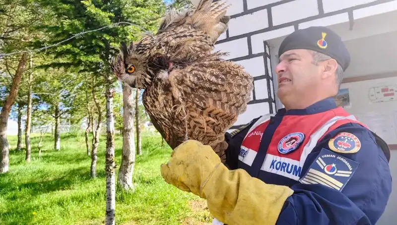 Dikenli Tellere Takılan Puhu, Hayata Dönmek Üzere Tedavi Altında