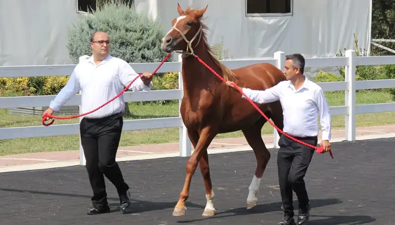 Taşkın Kral: Süperstarın Rekorları, Hayranlarını Büyülemeye Devam Ediyor!