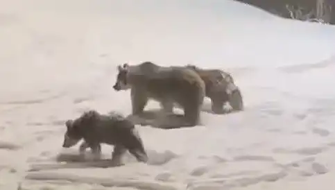 Anne Ayı ve Yavrusu Yemek Arayışında Ormanda Buluştu