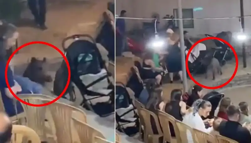 Düğün Töreninde Yaban Domuzu Saldırısı: Misafirler Panik İçinde Kaçtı