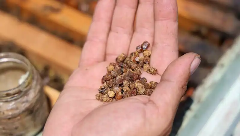 Eskiden Çöpe Giden Gıda Artıkları Şimdi Pahalı Protein Kaynağına Dönüşüyor