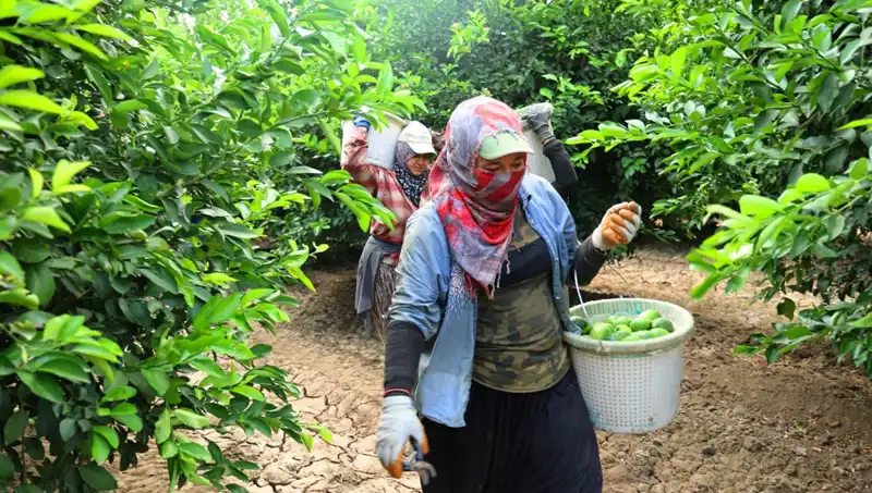 Marketteki Patates Fiyatları Yükseldi, Yeni Hasat Umut Vadediyor