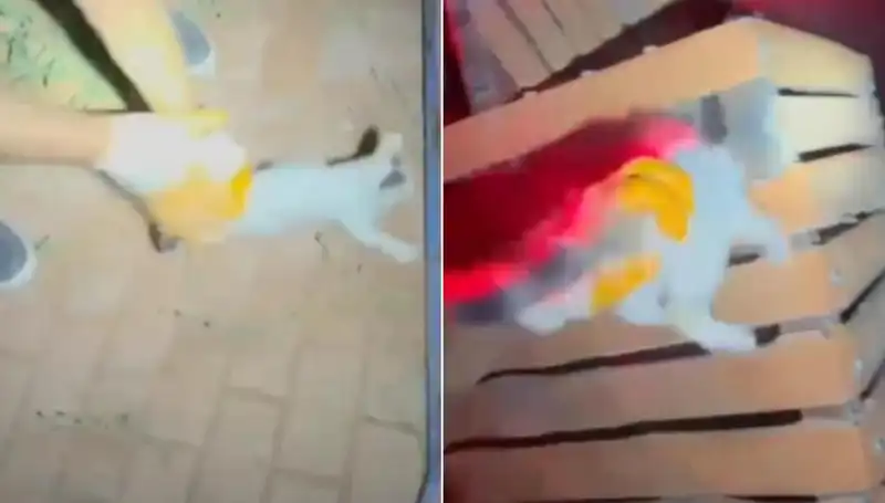 Gece Yarısı İtfaiye Ekibi Kediyi Kurtarmak İçin Seferber Oldu