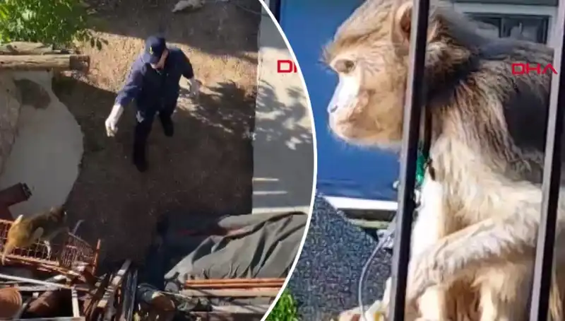 Muğla'da Eğlenceli Anlar: Mahalleli Maymunu Kovalamaya Çıktı!
