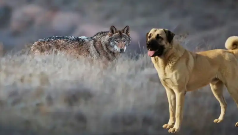 Kangal Köpeği Yetiştiriciliği: Kurt Popülasyonu Artarken Talep Zirveye Çıktı