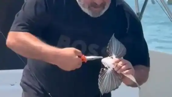 Saros Koyu'nda Nadir Görülen Kırlangıç Balığı Oltaya Takıldı: Balıkçıların Şaşkınlığı