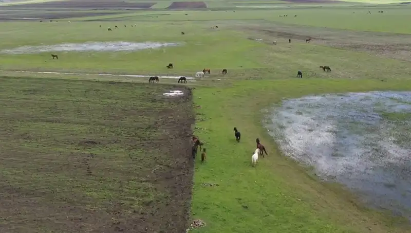 Kars'ın Yeşeren Doğasında Yılkı Atları Göz Kamaştırıyor