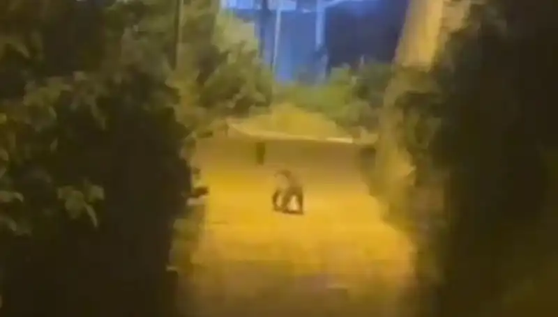 Gümüşhane'de Şehir Merkezine İnen Ayı Panik Yaratı