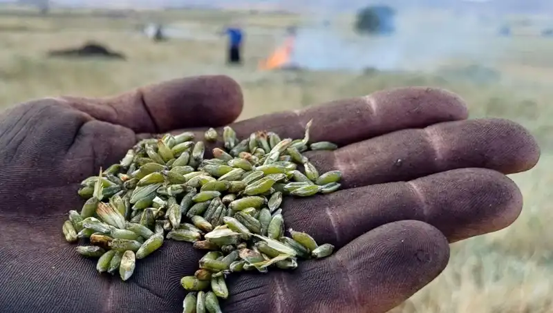 Firik Sezonu Açıldı: Lezzet Patırtısı ve Sağlık Faydaları
