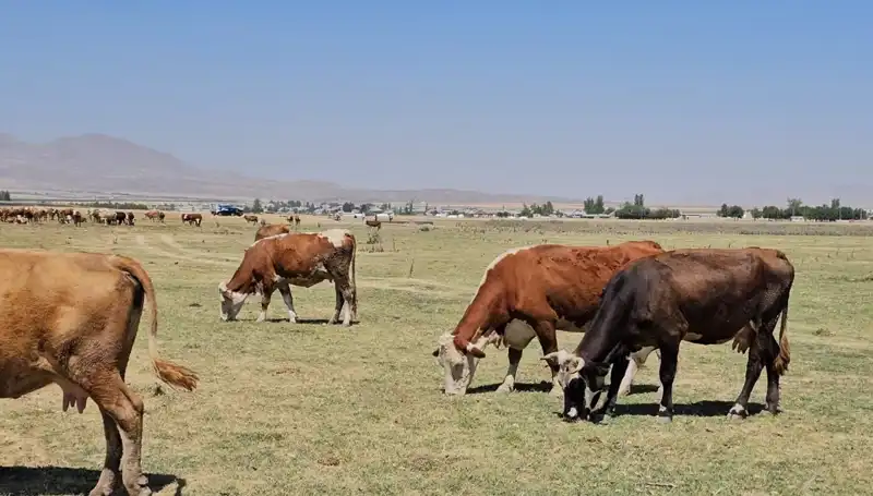 Arin Gölü'nün Kuruması, Bölgedeki Su Krizini Derinleştiriyor