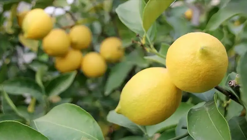 Limon Fiyatları Yükseliyor: Adedi 24 Lirayı Geçti!