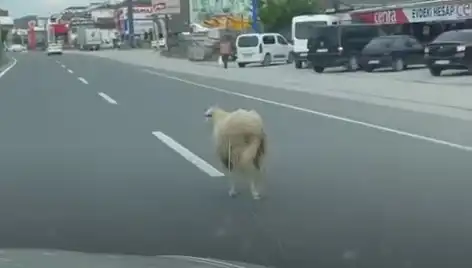 Yalova'da Kaçan Kurbanlıklar Trafiği Altüst Etti: İnanılmaz Görüntüler