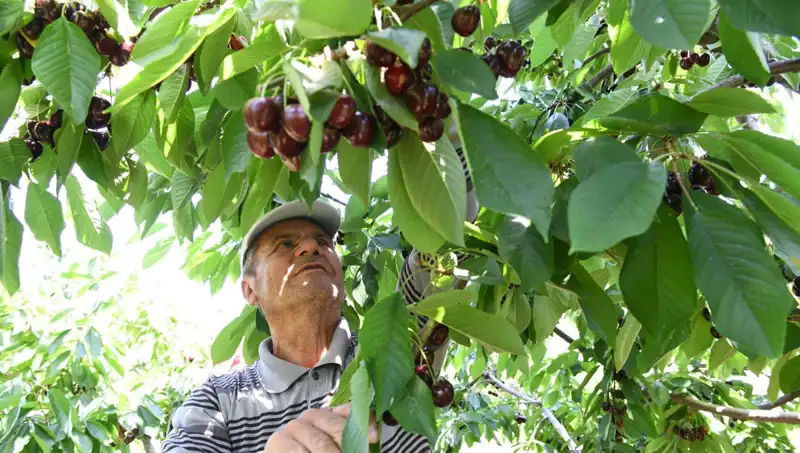 Lapseki'nin Devasa Meyvesi: Çay Bardağına Sığmayan Karpuz!